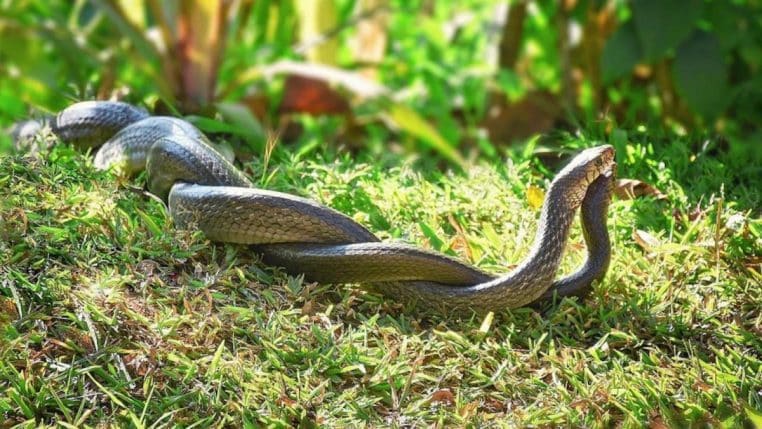 Serpentes no jardim