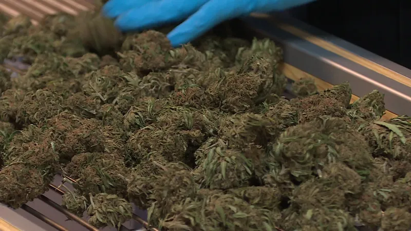 O CBD seco é comercializado diretamente, sem outras modificações