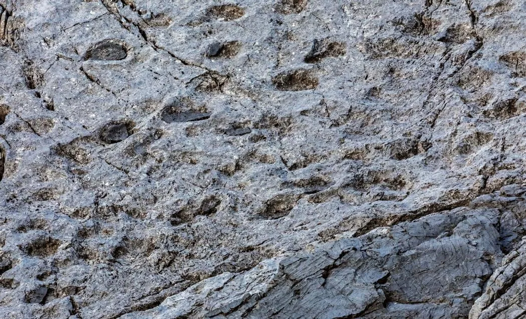 Detalhes de pegadas triássicas em rocha dolomítica